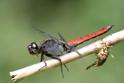 Libellula herculea (Hercules Skimmer) male-2.jpg